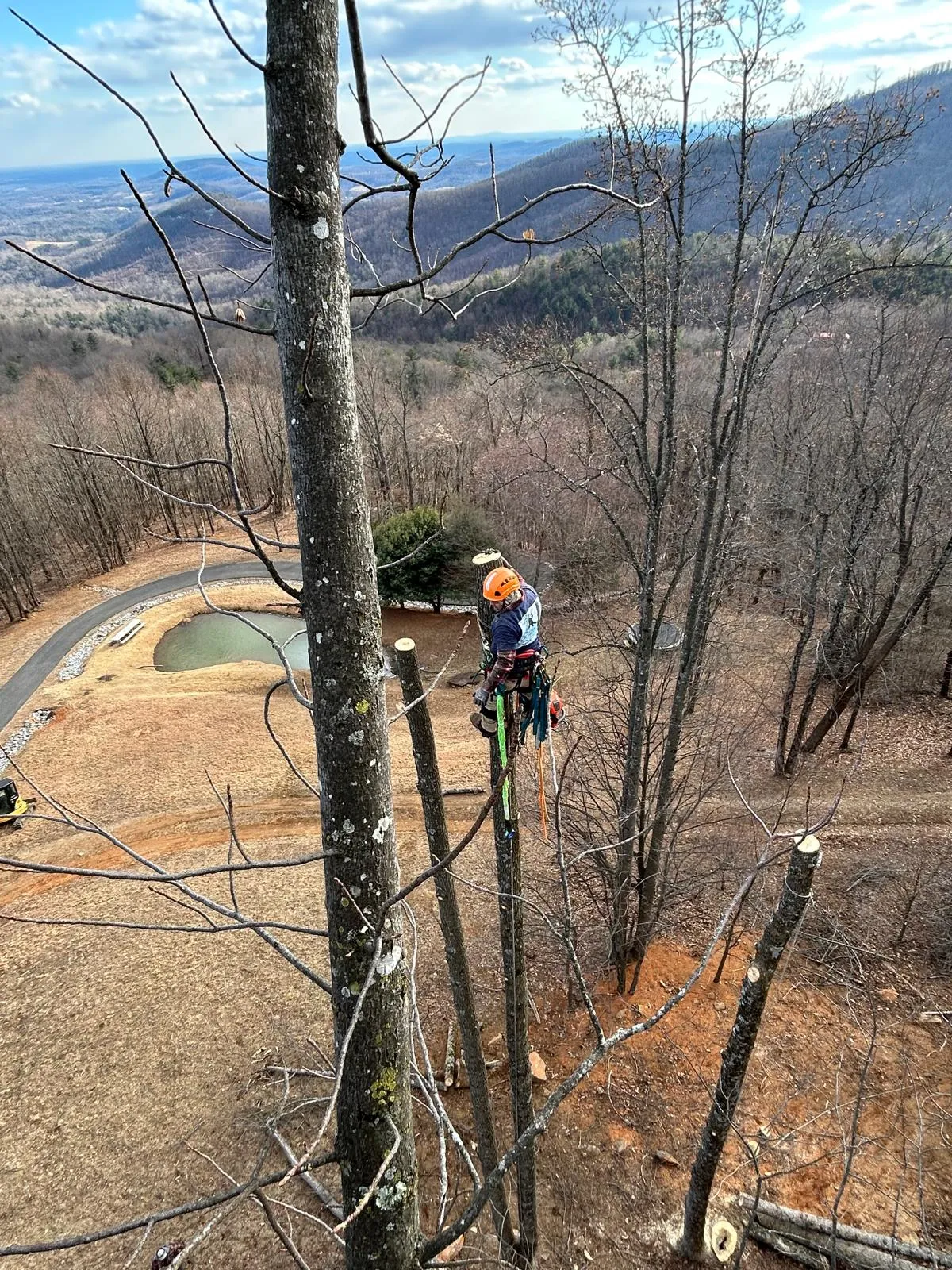 River Birch climber view-clearing high above a mountain property near Blowing Rock, NC