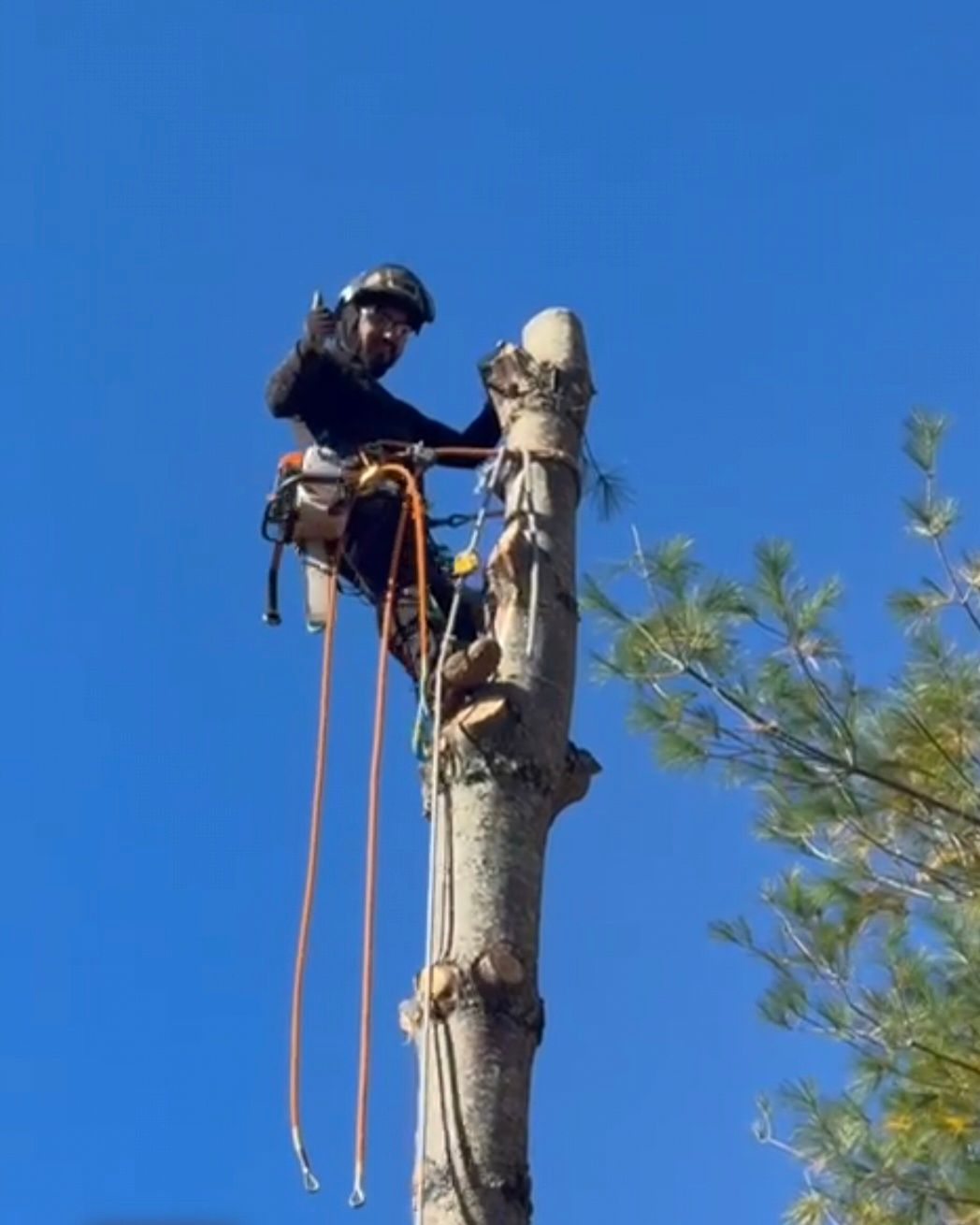 River Birch Tree Service — Tree Trimming & Pruning in the High Country, NC