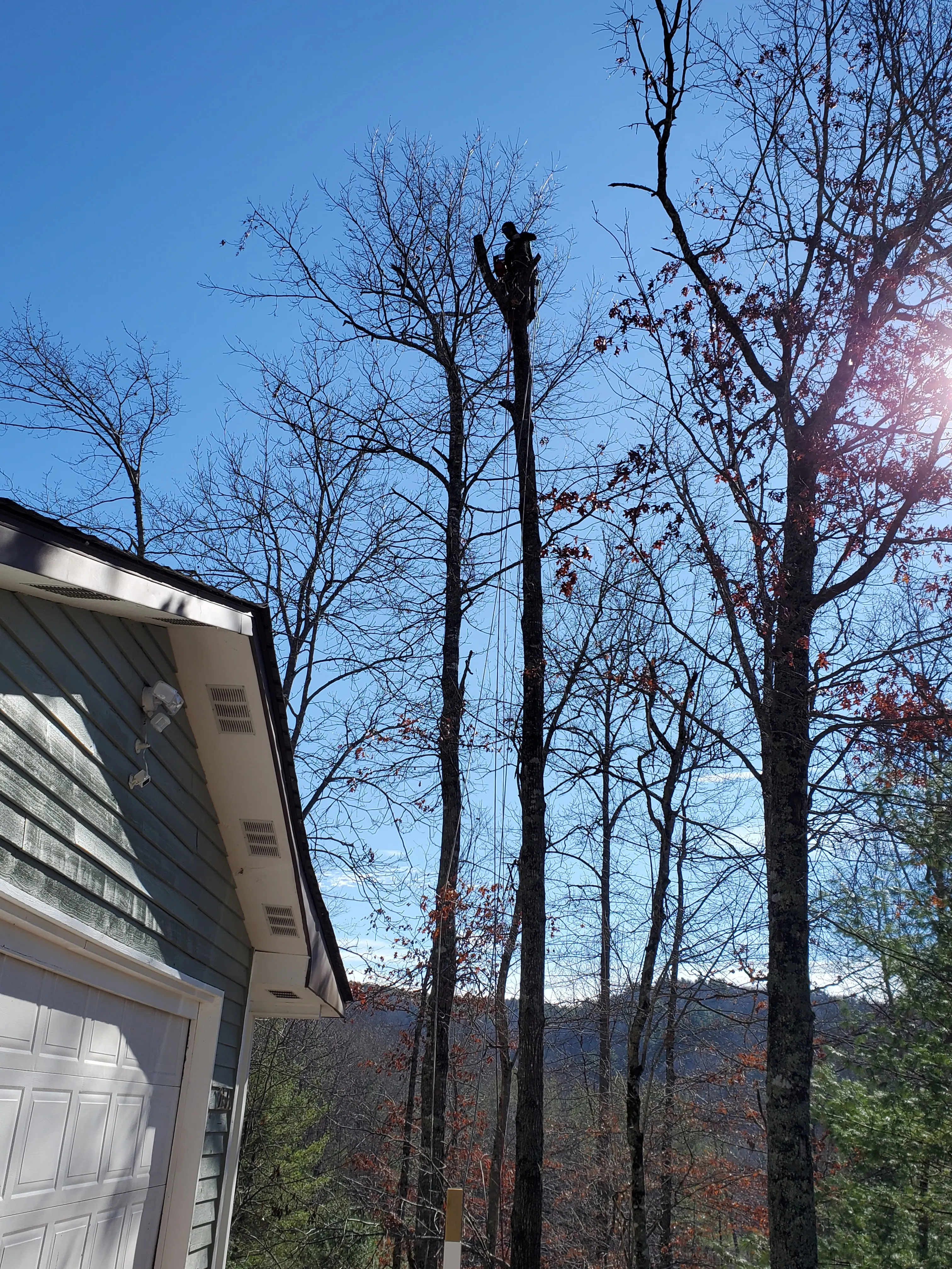 A tall hazardous tree looming beside a High Country home before River Birch removed it