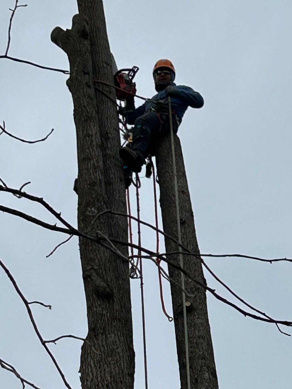 River Birch Tree Service — Tree Removal in the High Country, NC