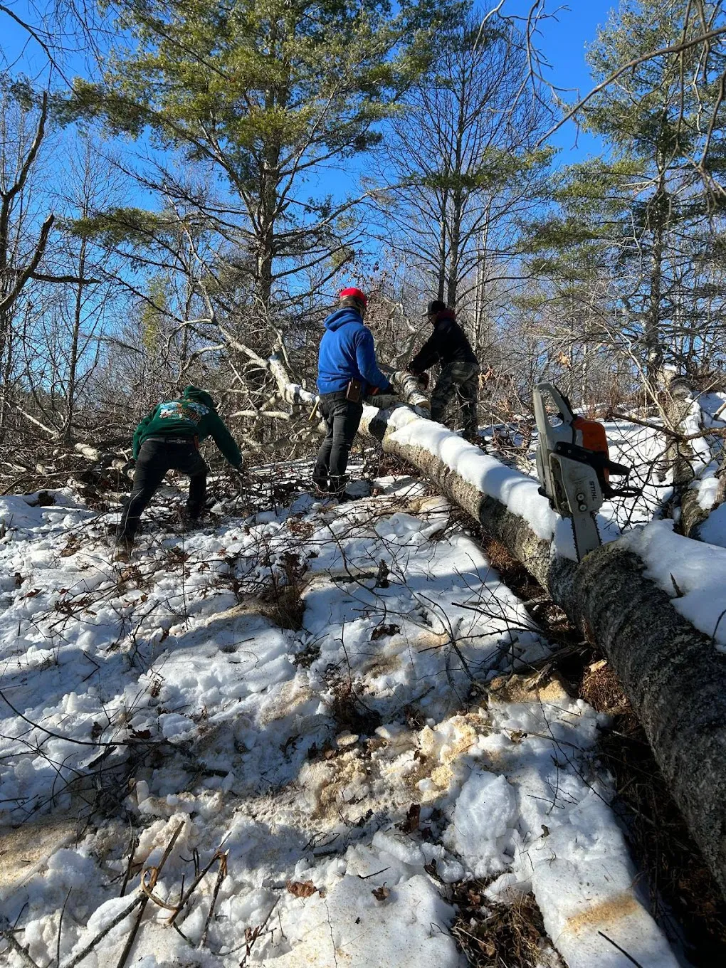 Storm and ice-damaged trees down in the snow, cleared by River Birch in the High Country