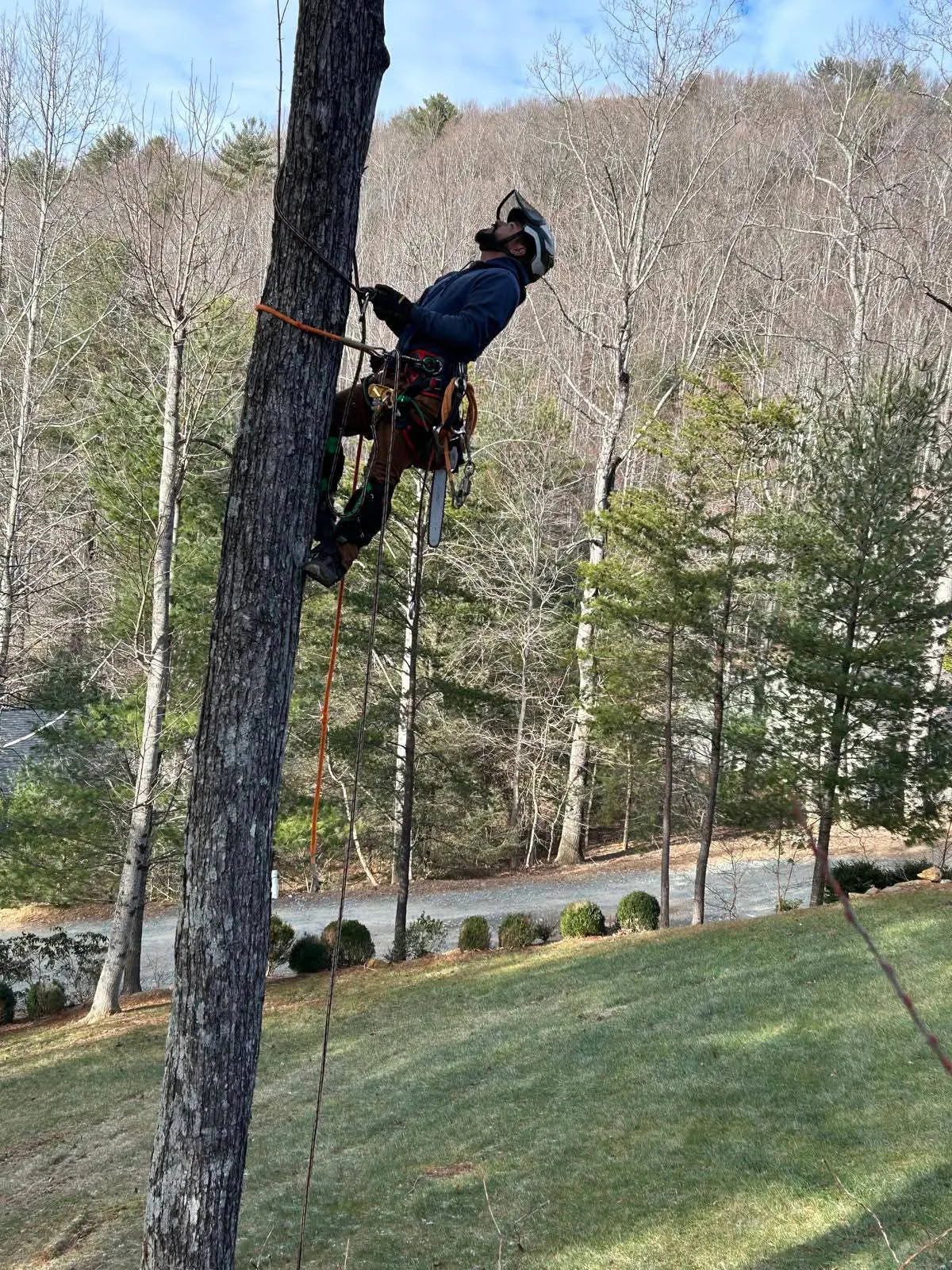 River Birch climber removing a tall tree with a mountain backdrop in the High Country near Deep Gap, NC